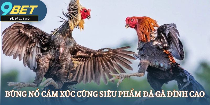 Bùng nổ cảm xúc cùng siêu phẩm đá gà đỉnh cao